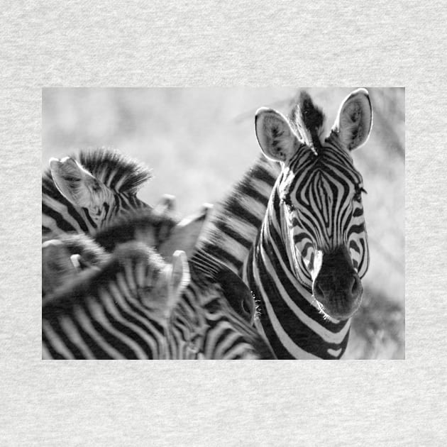 Zebra print, monochrome by brians101